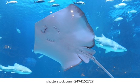 68kjcom 开奖结果查询与最新中奖号码公布