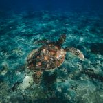 澳门不夜城娱乐平台:从酒吧街到舞台演出的一站式娱乐文化之旅 d34mdyw37