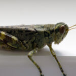 NBA全明星赛直播:群星闪耀,巅峰对决不容错过! asd724jlk